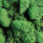 Zeige Details für Islandmoos hellgrün Bild von Islandmoos hellgrün