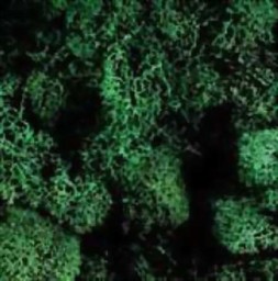 Zeige Details für Islandmoos dunkelgrün Bild von Islandmoos dunkelgrün